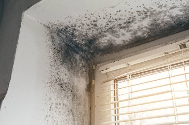 Affordable Mold Remediation solutions in Warrenville, IL